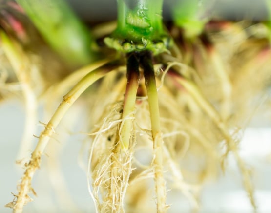 1_uI7KrUy-Qv8YordnUjegGg