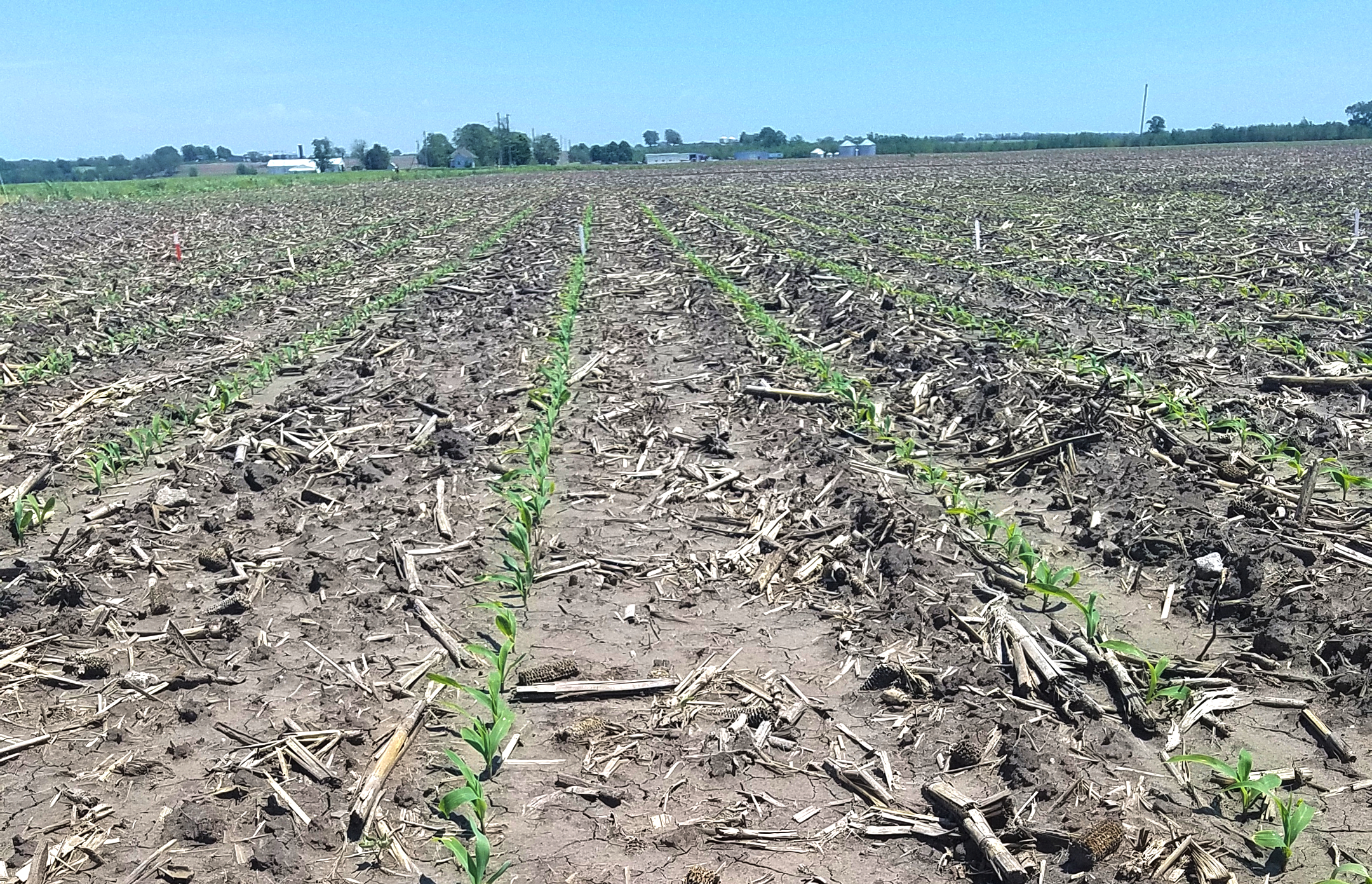 Missouri Corn Field (1)