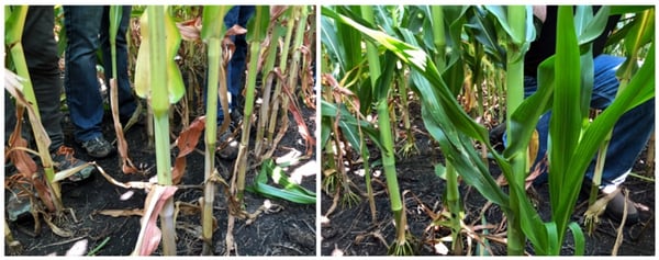 Product_N_Deficient_Corn_vs_PB_Corn_800