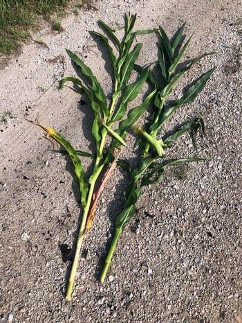 Product_SXS_Corn_Comparison_800