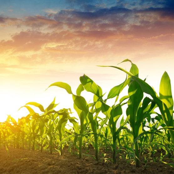 Pivot Bio Field Trials